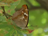 Schoenlappers Parelmoervlinders en Zandoogjes [Nymphalidae]